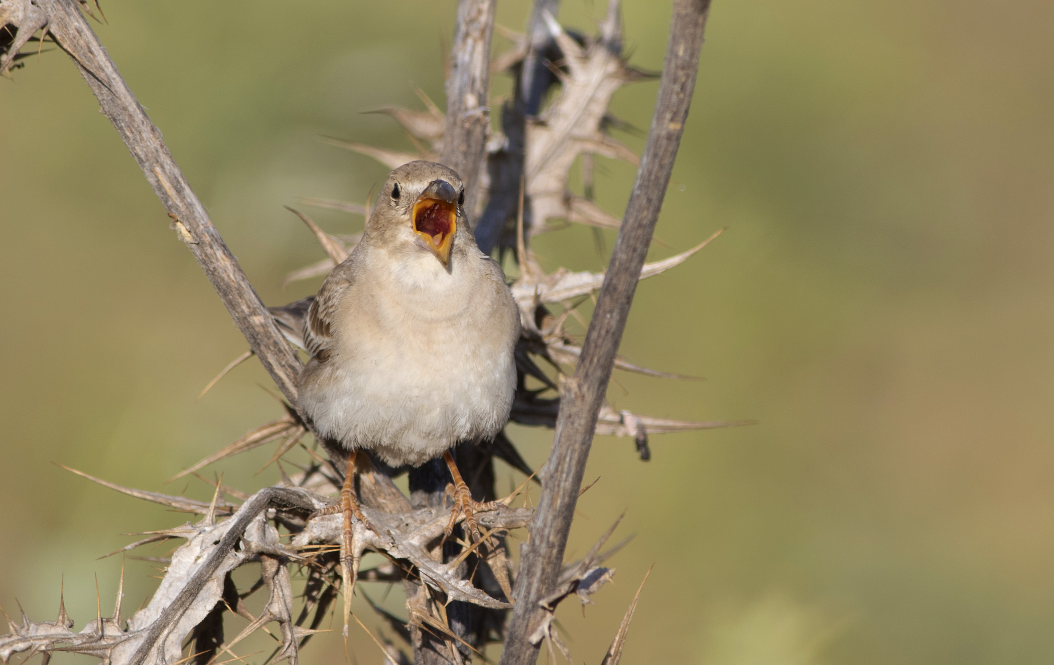 Pale Rockfinch